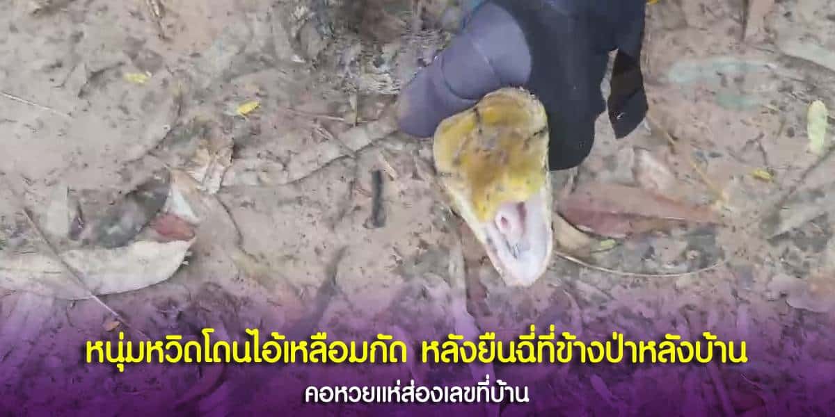 หวิดโดนไอ้เหลืองกัด